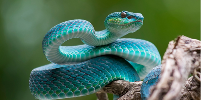 Listig slangengif wordt ontrafeld middels eiwitkarakterisatie