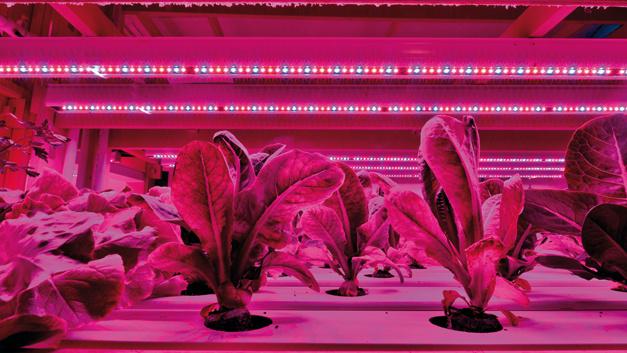 LED-verlichting meer en meer aanwezig in de horticulture