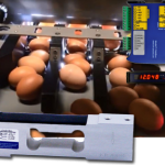 Zemic loadcell en weegversterker gebruikt voor eierweegmachine