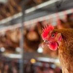Uitbraak van vogelgriep; de rol van automatisering