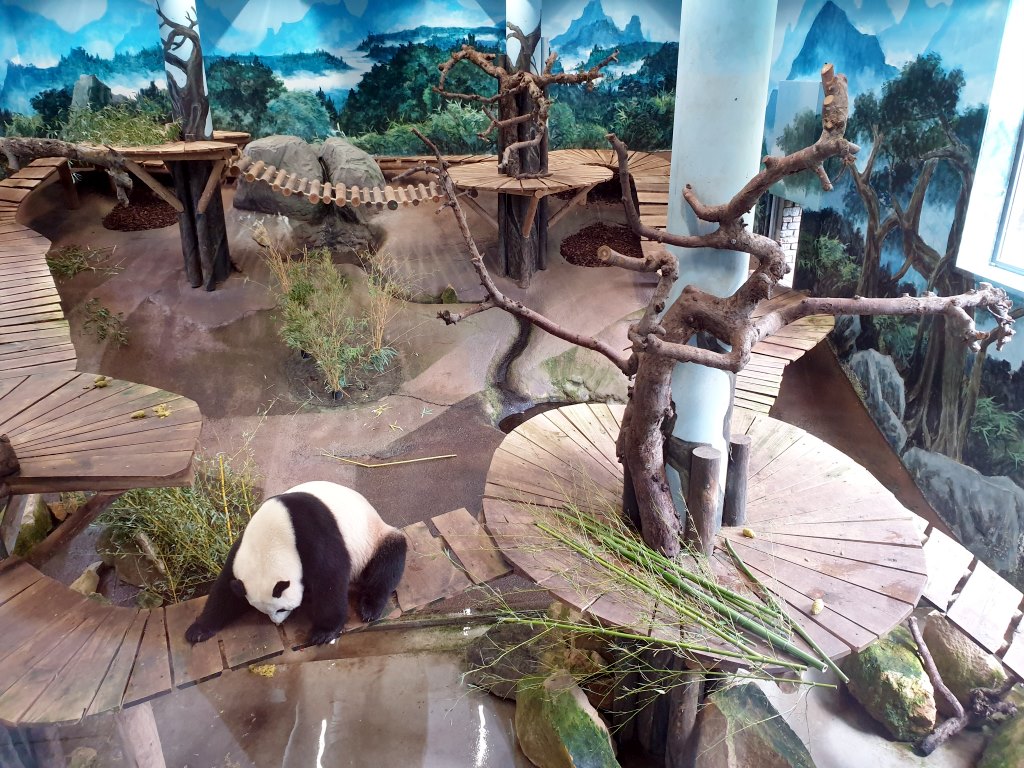 Hoe twee panda's Ouwehands Dierenpark weer op de kaart zetten federatie van technologiebranches